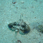 디럭스 스노쿨링 신나게 물놀이 하고 왔습니다~~