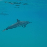 돌고래 너무 귀여워요ㅠㅠㅠㅠ