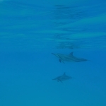 돌고래 너무 귀여워요ㅠㅠㅠㅠ