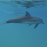 돌고래 진짜 가까이서 봤어요 !