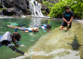 シーラーフパーク　ハワイアンリーフシャーク エンカウンター