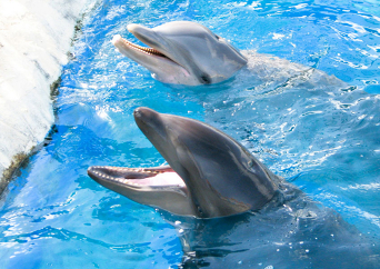 シーライフパーク   入場券