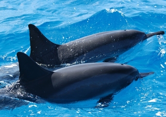 シーハワイ ドルフィン＆シュノーケル エコツアー
