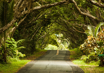 카우아이 현지 공항에서 출발하는1일 투어 (항공권 미포함 상품)