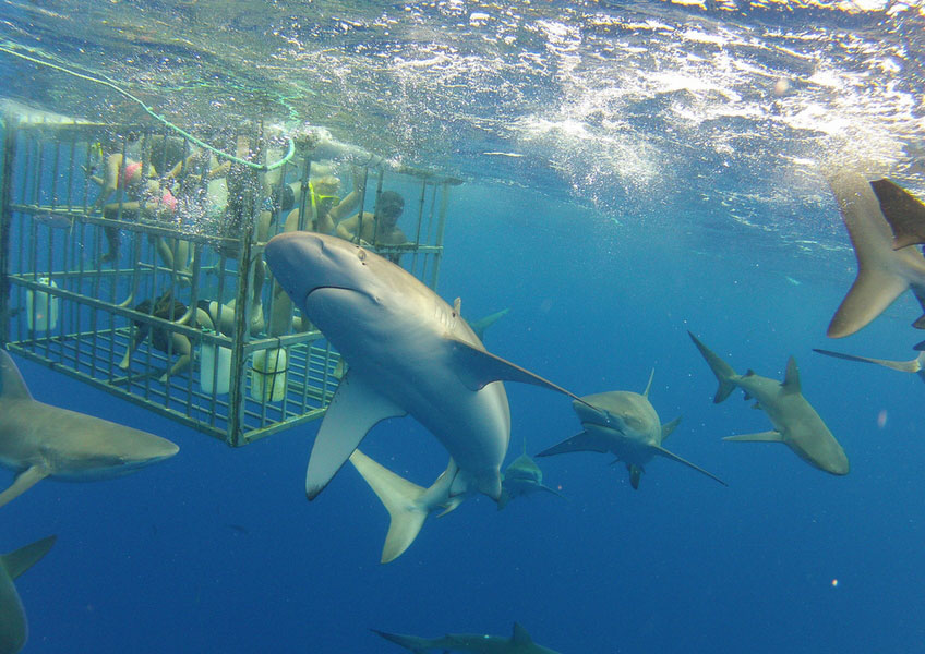ビーズアート ハワイ 鮫 ビーズアート ハワイ 鮫