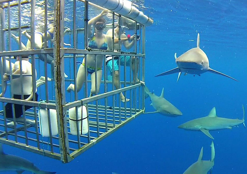 シャークツアー | Alohawaii Tour JPN | ハワイオプション・ハワイ