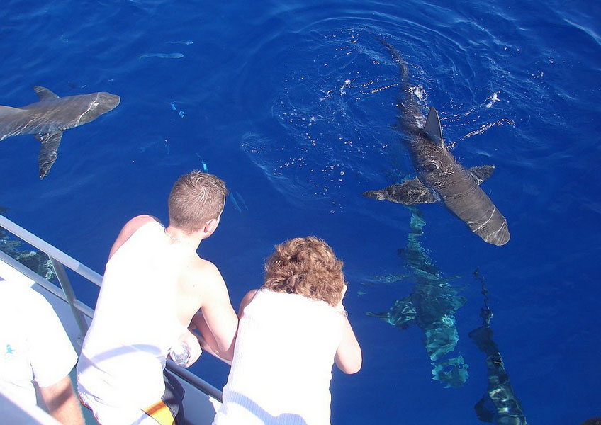 ビーズアート ハワイ 鮫 ビーズアート ハワイ 鮫