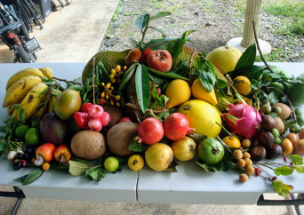 フルーツ バスケット ツアー (フランキーズ・ナーセリーツアー)