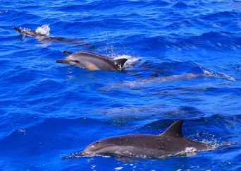 [ハワイ島コナ] イルカ大学コナキャンパス
