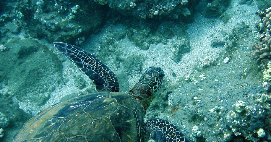 Trilogy トリロジー ラナイ島シュノーケル ラナイ島歴史ツアー ハワイvipツアー ハワイオプション ハワイ オプショナルツアー予約専門会社