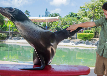 シーライフパーク   シーライオンエンカウンター
