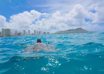 ワイキキカメ大学