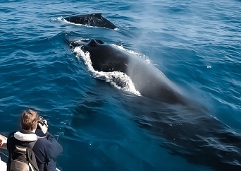 [ハワイ島コナ] ホエールウオッチングクルーズ