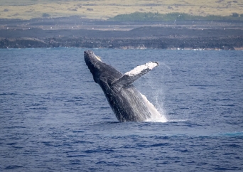 ボディーグローブ　ホエールウォッチングツアー