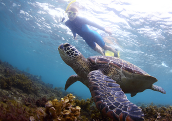 ココマリーナタートルシュノーケリング＆各種マリンスポーツ（バナナボート／バンパーチューブ追加可能）