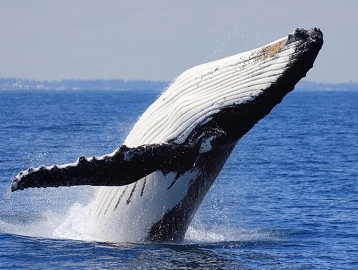 혹등고래 크루즈