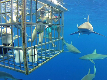 シャークツアー